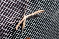 Emmelina monodactyla