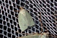 Tortrix viridana