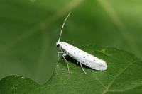 Yponomeuta