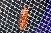 Lozotaeniodes formosana