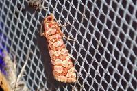Lozotaeniodes formosana