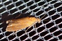 Lathronympha strigana