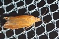 Lathronympha strigana