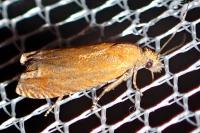 Lathronympha strigana