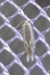 Thiotricha subocellea