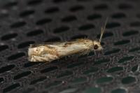 Eucosma gr. cana