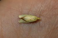 Agapeta zoegana