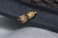 Eupoecilia angustana