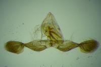 Grapholita jungiella