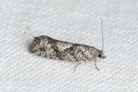 Zeiraphera griseana