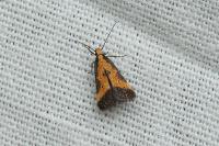 Brachmia dimidiella