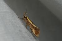 Harpella forficella