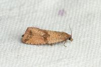 Celypha striana