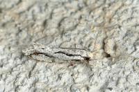 Archinemapogon yildizae
