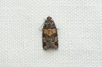 Ptycholomoides aeriferanus