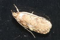 Agonopterix