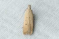 Nothris verbascella