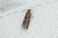 Ancylis comptana