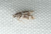 Recurvaria nanella