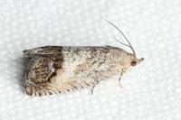 Cydia splendana