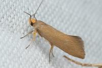 Crassa unitella