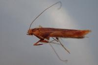 Caloptilia fribergensis