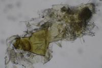 Caloptilia fribergensis