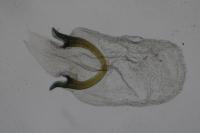 Caloptilia fribergensis