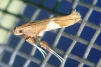 Caloptilia stigmatella