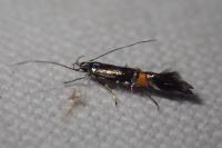 Cosmopterix orichalcea