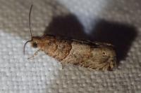 Gypsonoma aceriana