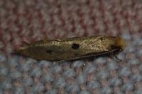 Tinea trinotella