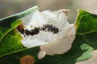 Chrysoesthia sexguttella