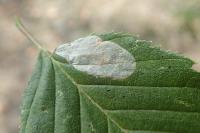 Phyllonorycter esperella