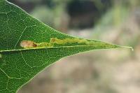 Stigmella aceris
