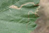 Stigmella lemniscella