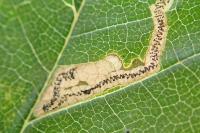 Stigmella lemniscella