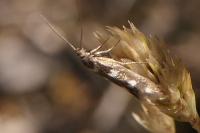 Scythris scopolella