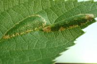 Phyllonorycter millierella