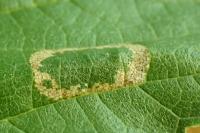 Phyllonorycter millierella