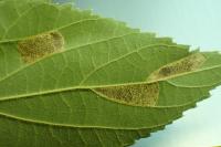 Phyllonorycter millierella