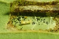 Phyllonorycter millierella
