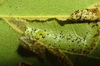 Phyllonorycter millierella