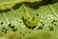 Phyllonorycter millierella