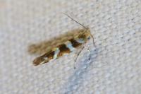 Argyresthia goedartella