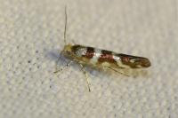 Argyresthia goedartella