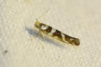 Argyresthia goedartella