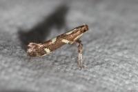 Calybites phasianipennella