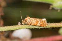 Aethes margarotana