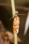 Aethes margarotana